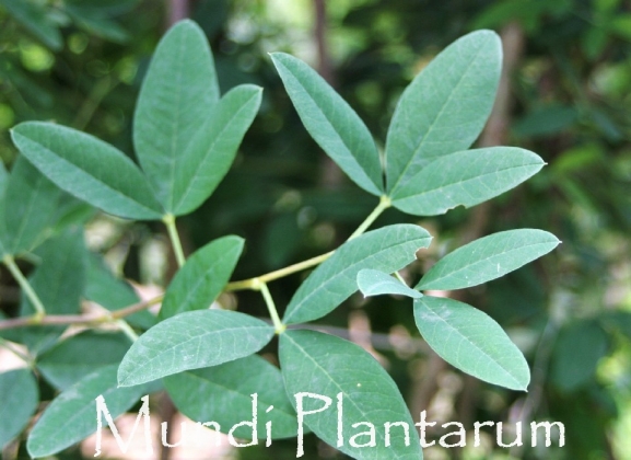 Anagyris foetida Mundi Plantarum